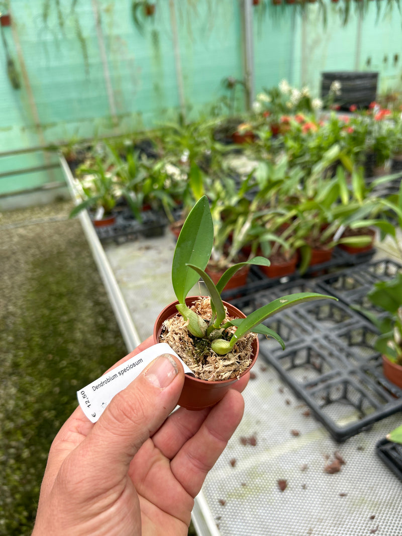 Dendrobium speciosum