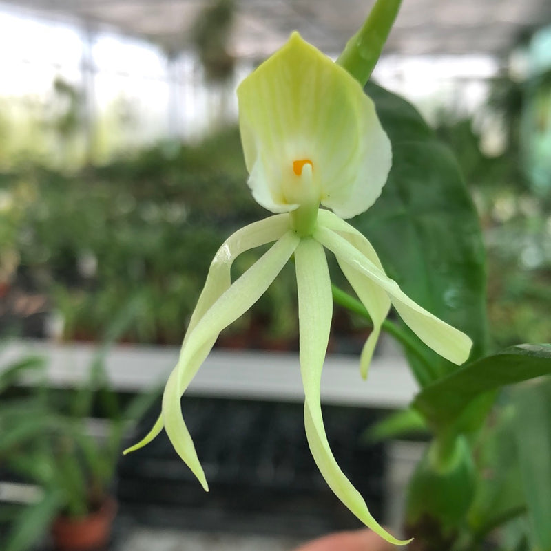 Encyclia cochleata &