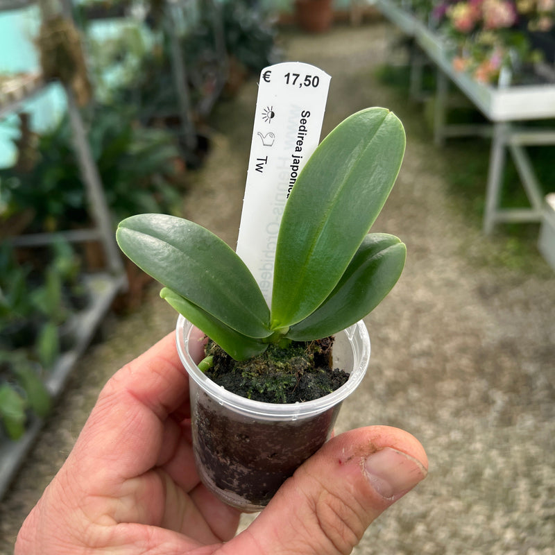 Sedirea japonica