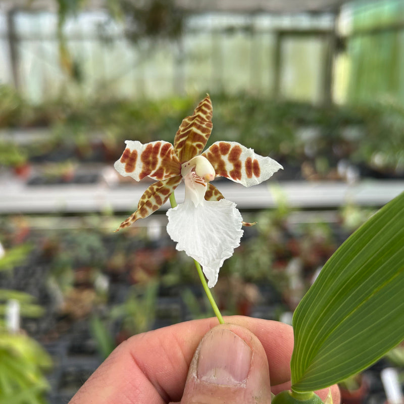 Rhynchostele humeana Hybride