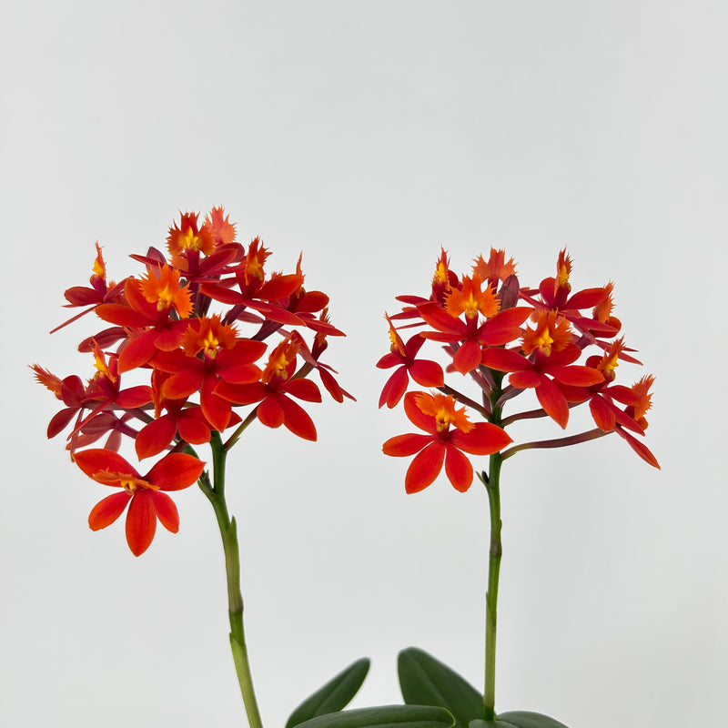 Epidendrum "NORDIC FIRE"