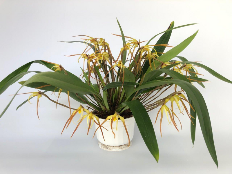 Maxillaria bradei hybrid