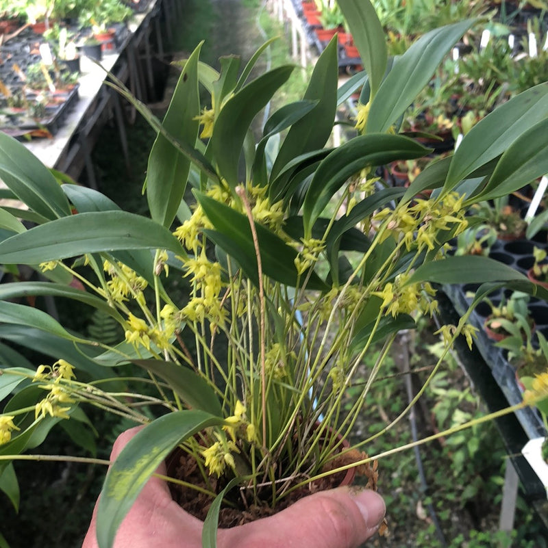 Pleurothallis ruscifolia
