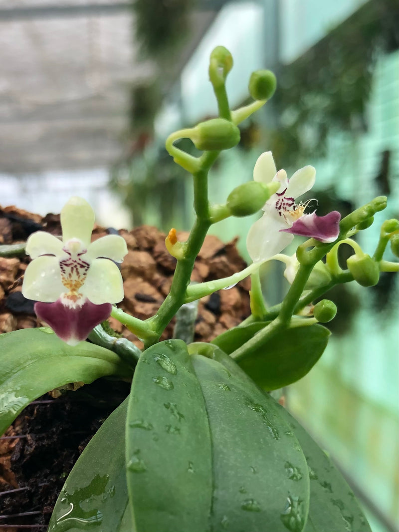 Phalaenopsis parishii