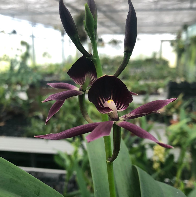 Epicattleya BLACK COMET