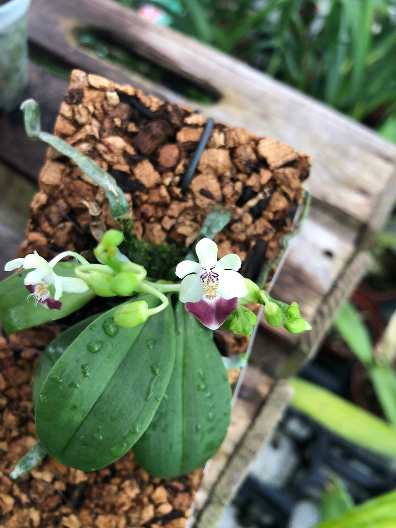 Phalaenopsis parishii