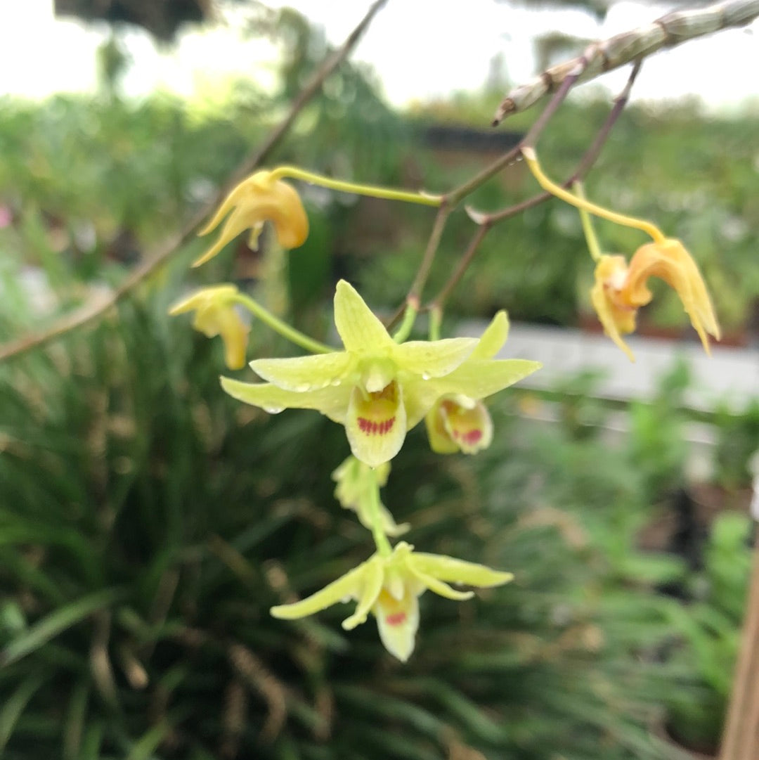 Dendrobium catenatum – Hennis Orchideen
