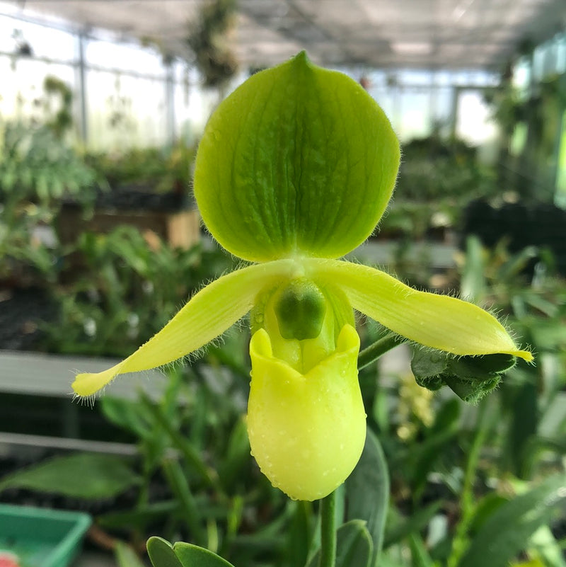Paphiopedilum primulinum
