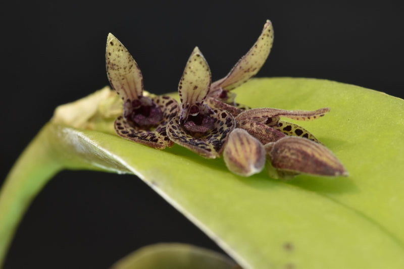 Acianthera majakoluckae
