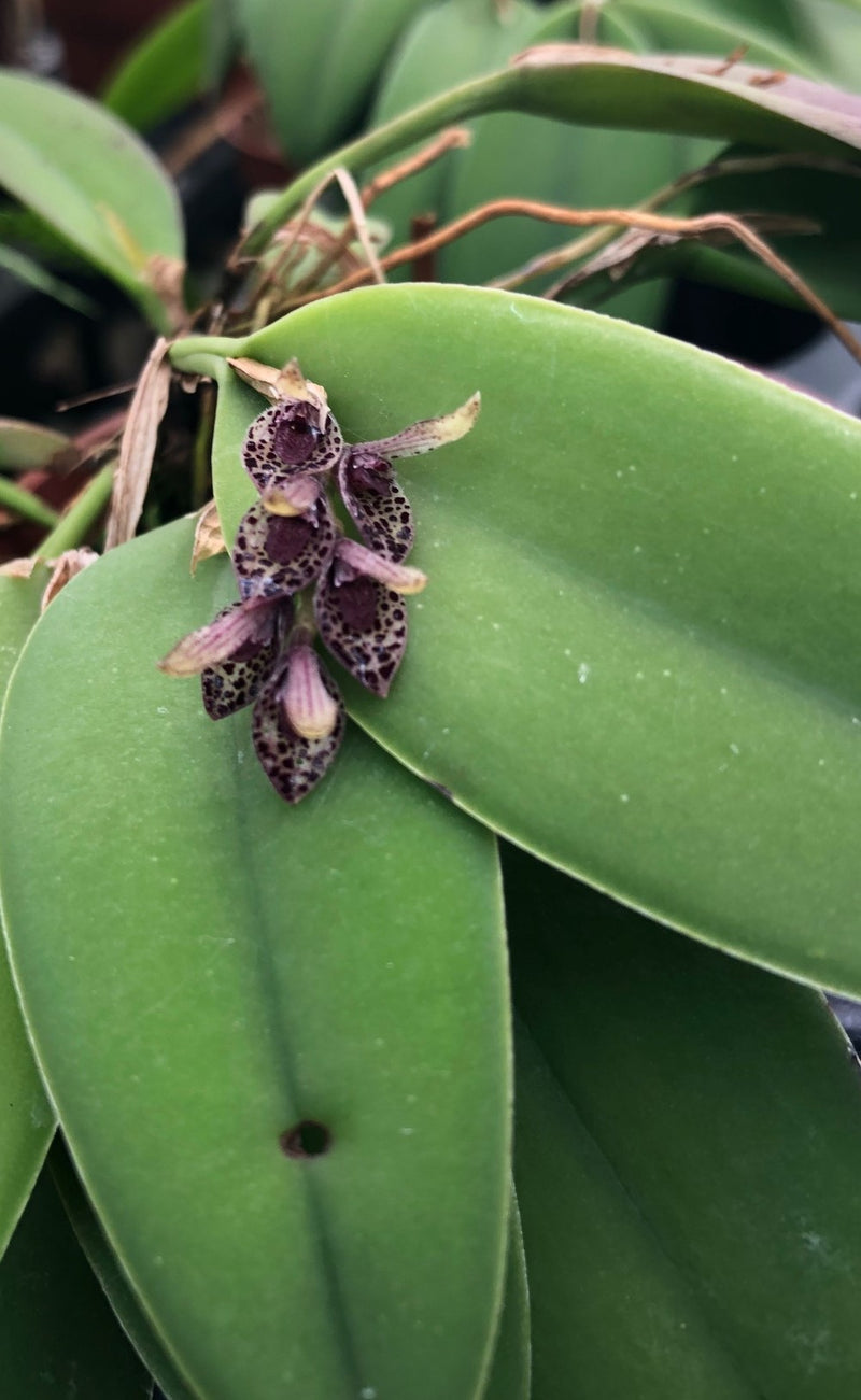 Acianthera majakoluckae