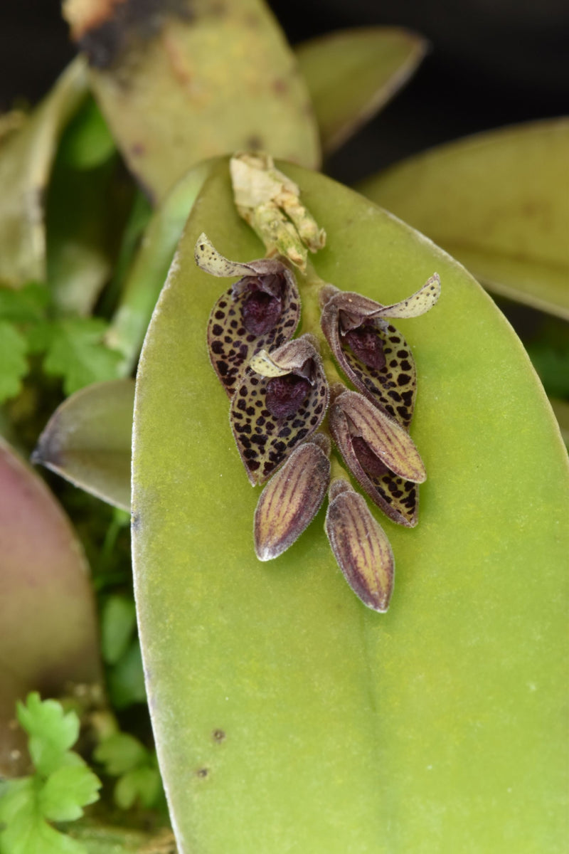 Acianthera majakoluckae