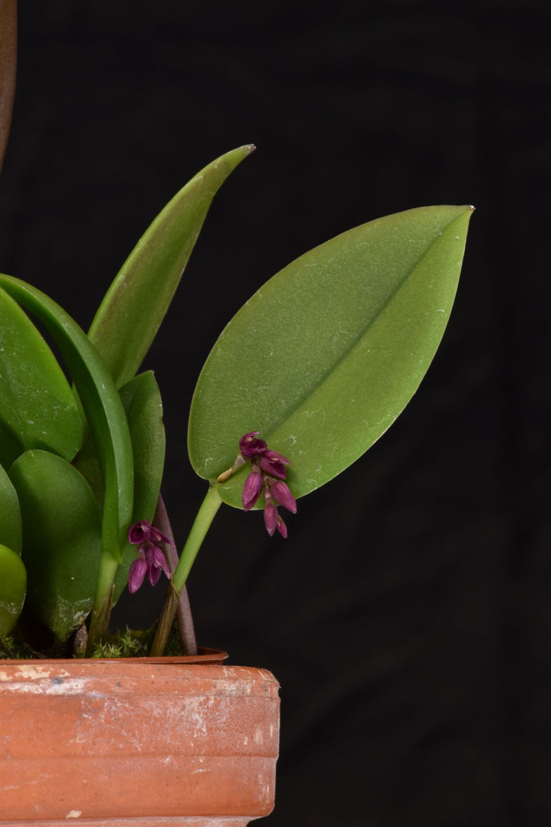 Acianthera hamosa