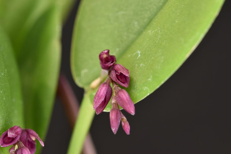 Acianthera hamosa