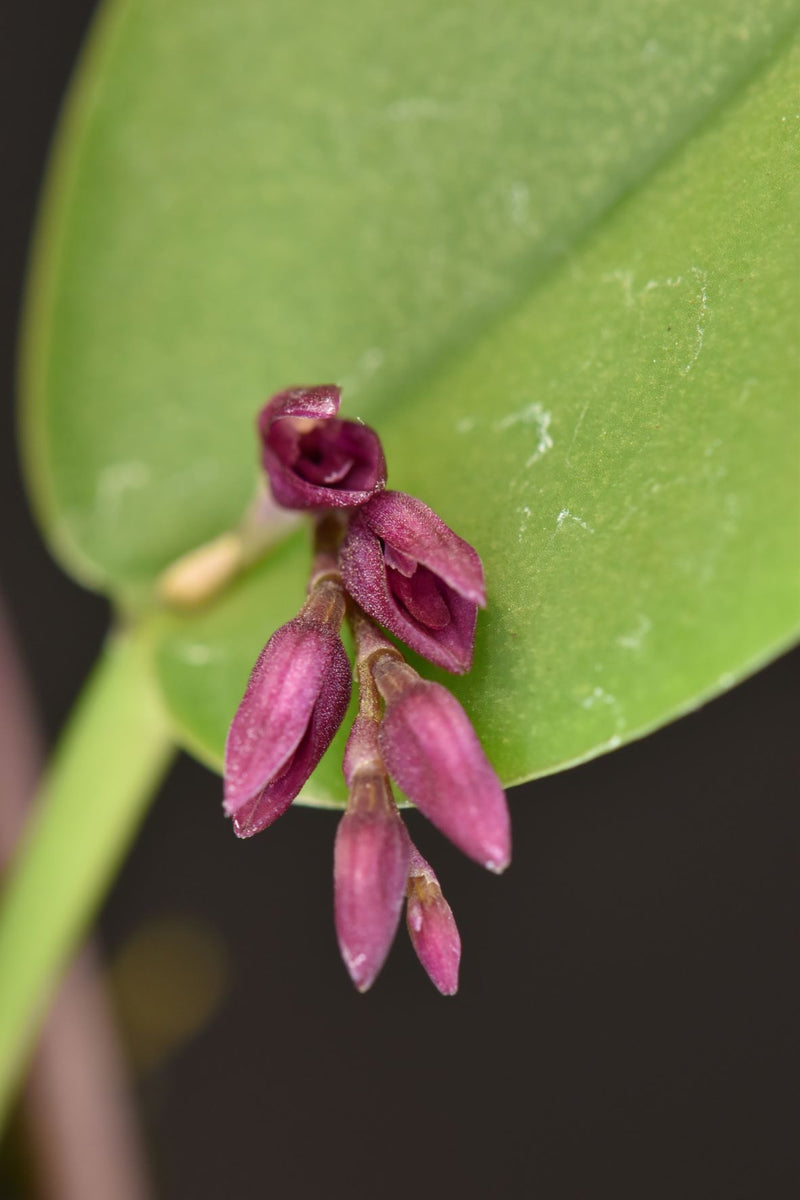 Acianthera hamosa