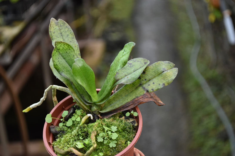 Aerangis mystacidii