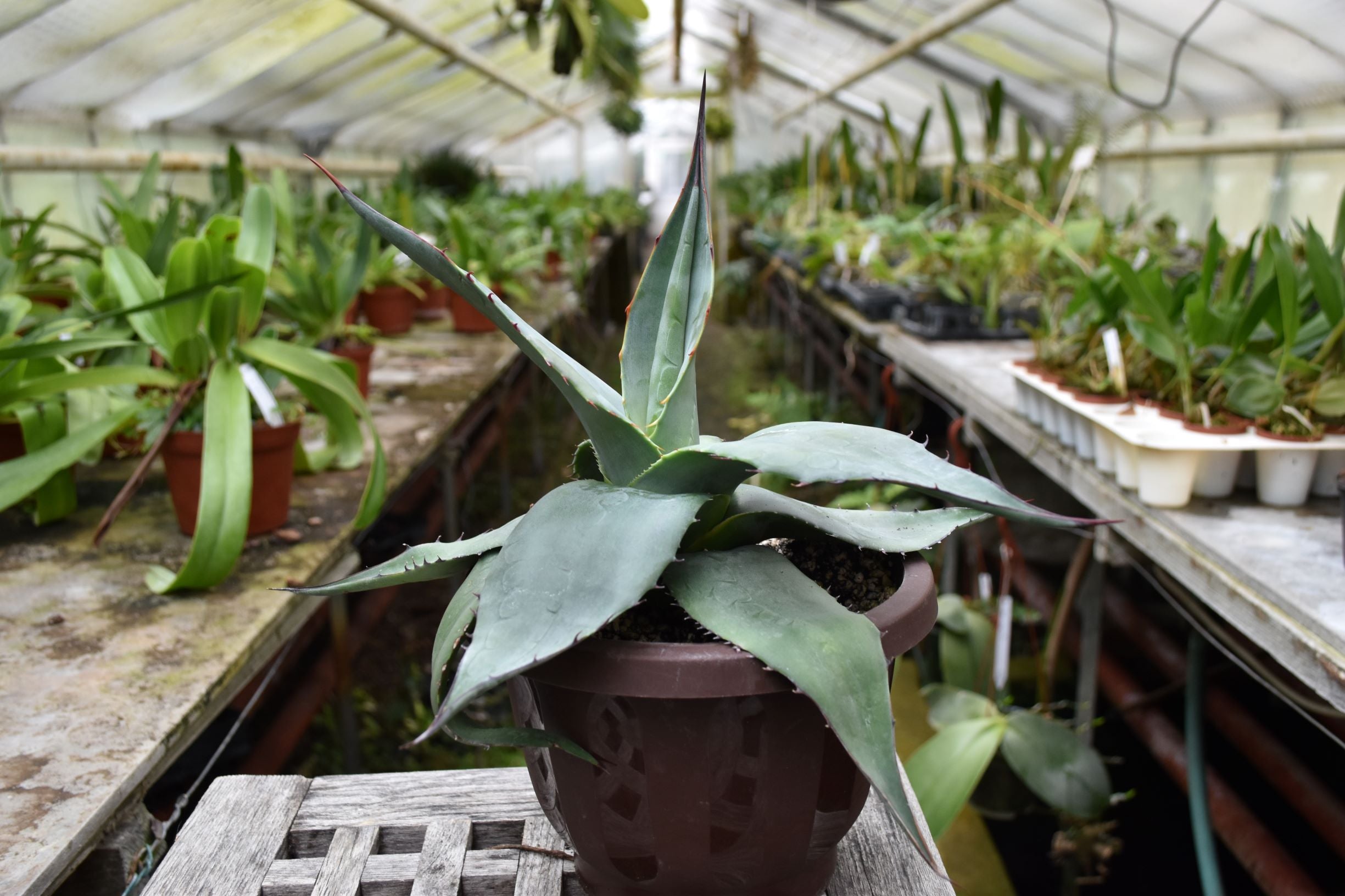 Agave montana – Hennis Orchideen