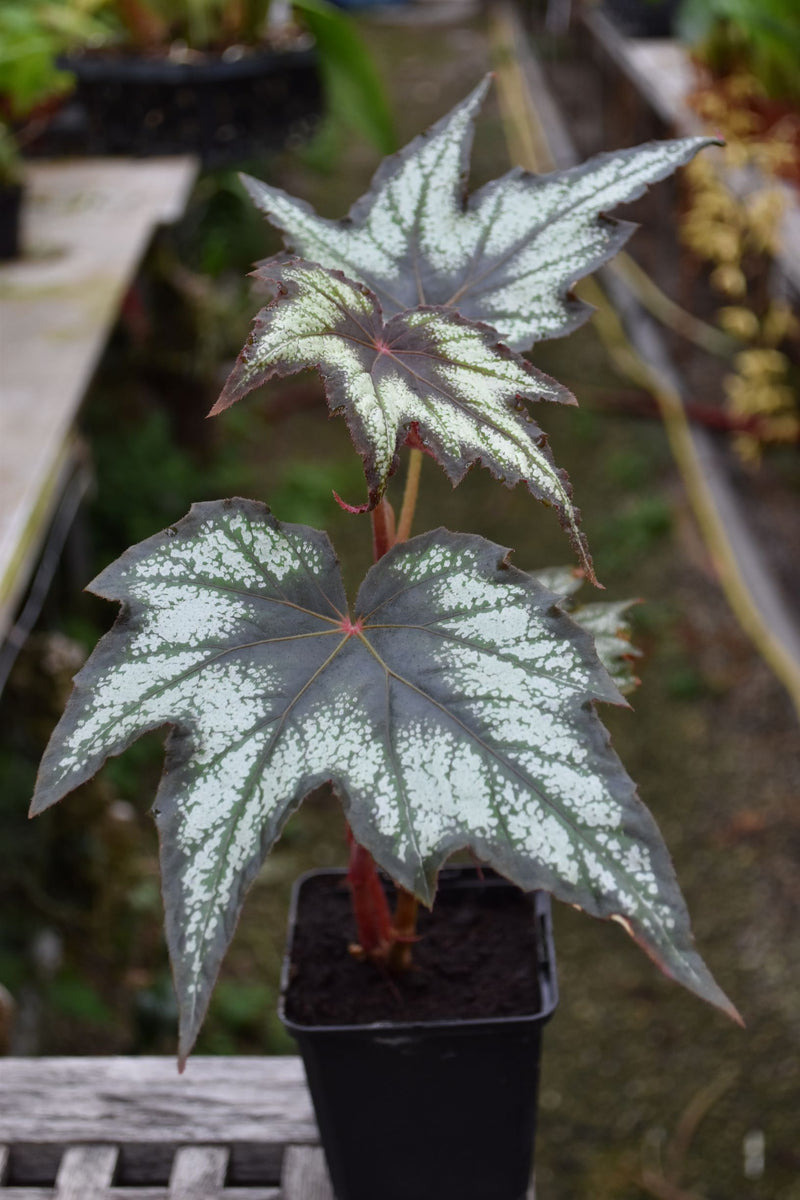 Begonia Little Brother Montgomery