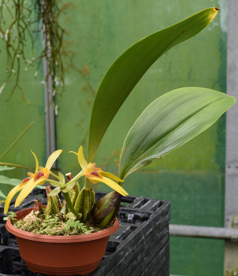 Bulbophyllum graveolens