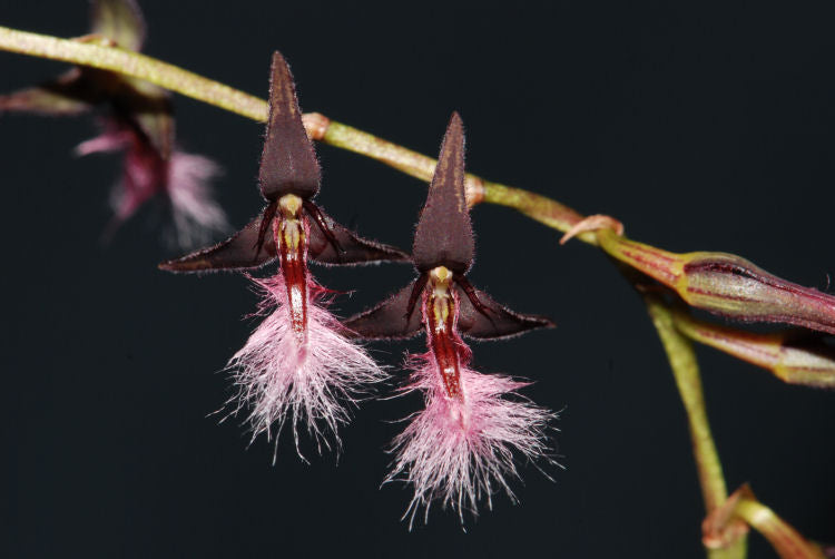 Bulbophyllum saltatorium &