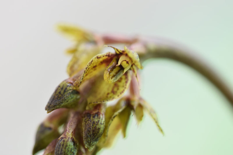 Bulbophyllum morphologorum