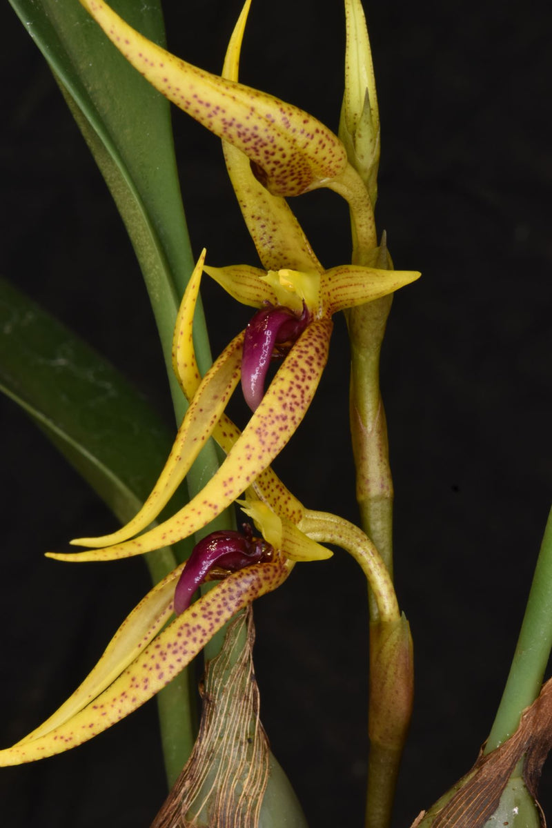 Bulbophyllum recurvilabre