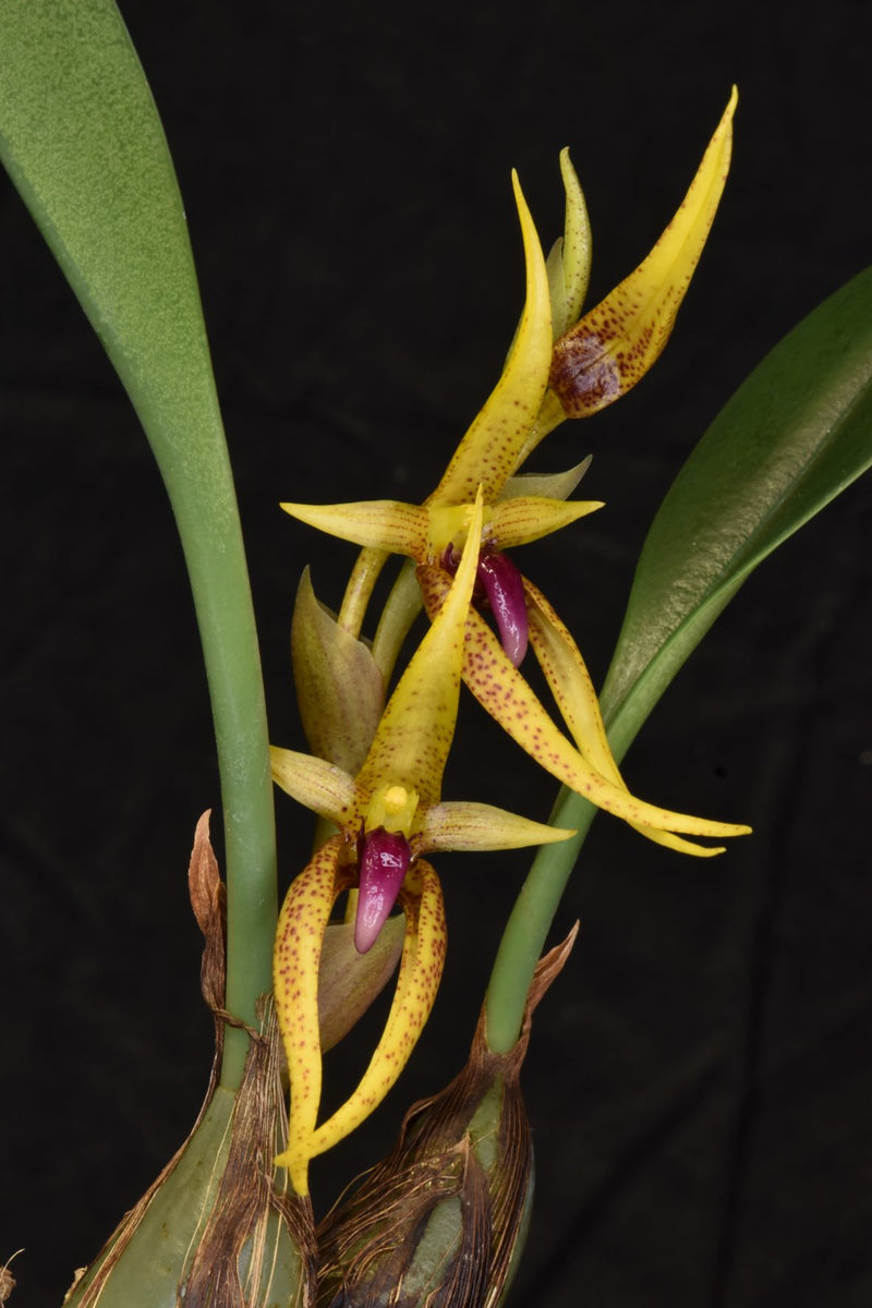 Bulbophyllum recurvilabre