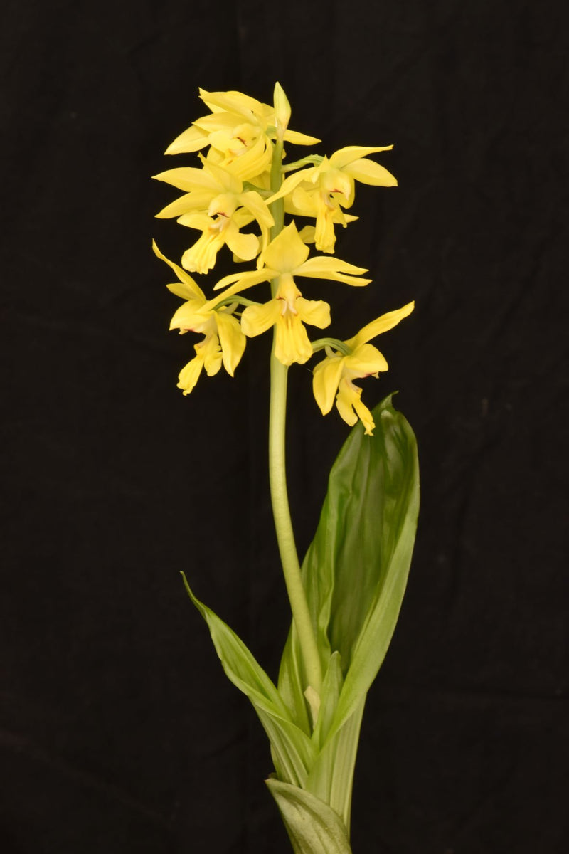 Calanthe striata Hybride