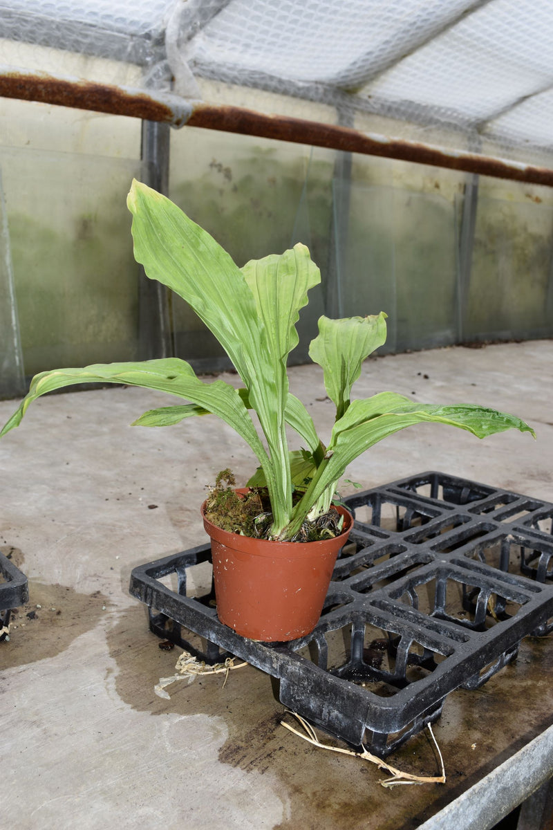 Calanthe striata Hybride