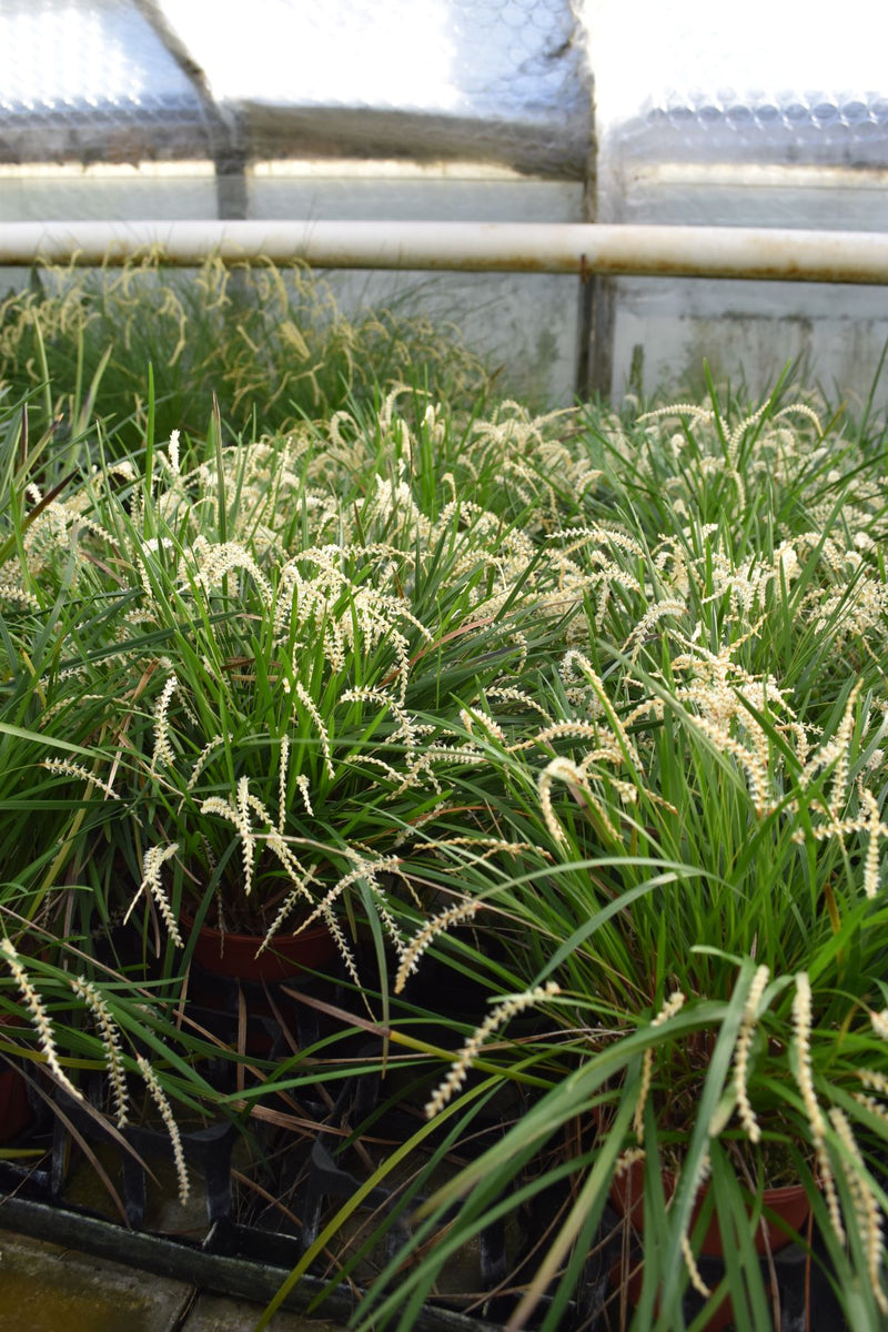 Dendrochilum infractum