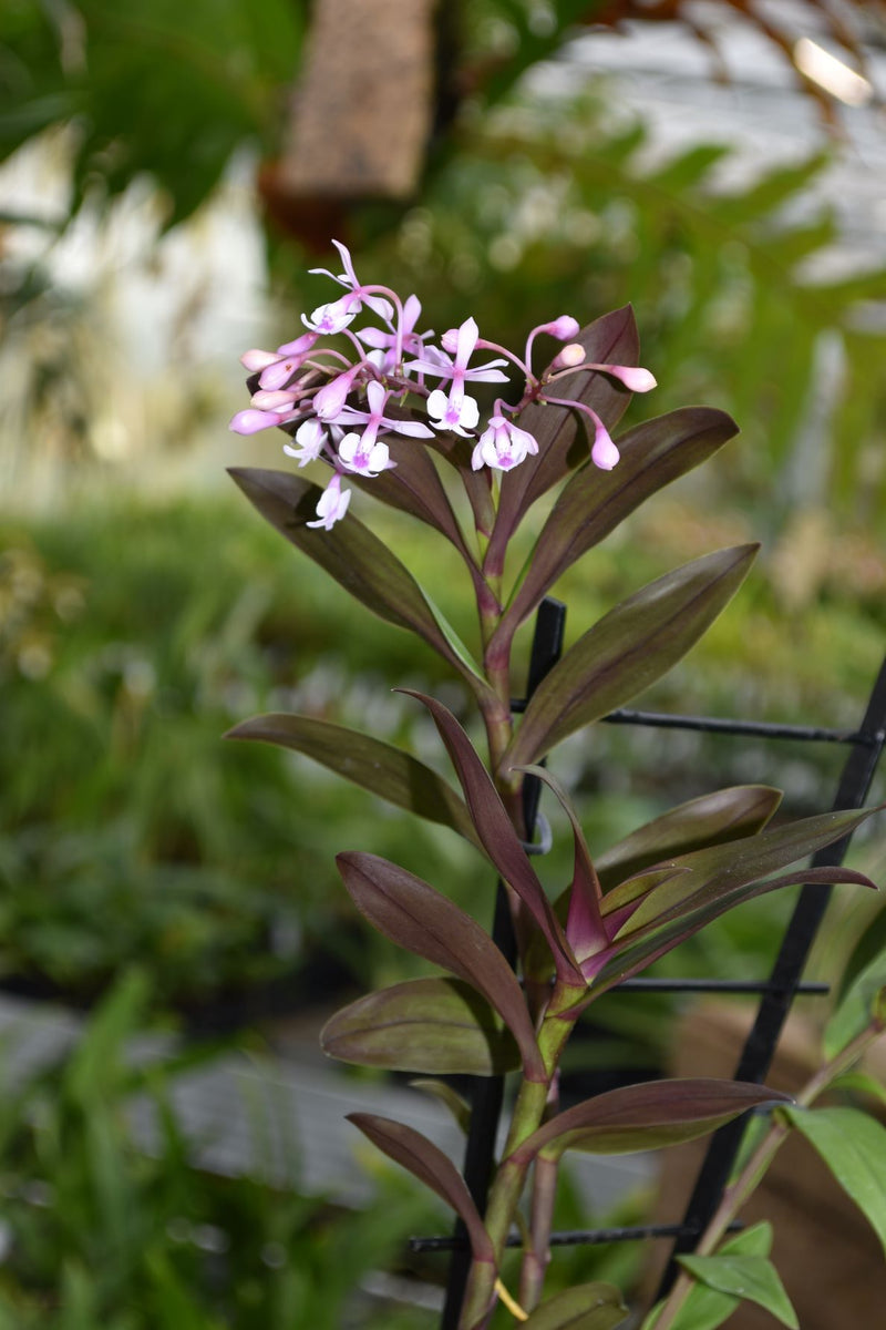 Epidendrum ANIKA HASSINGER
