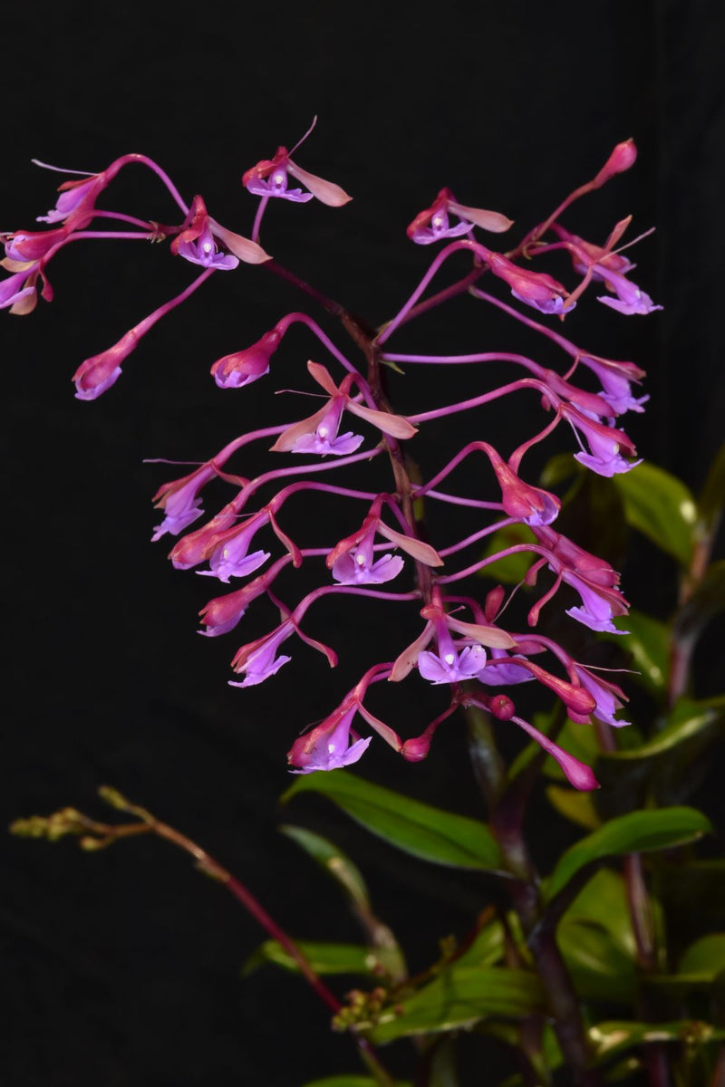 Epidendrum capricornu
