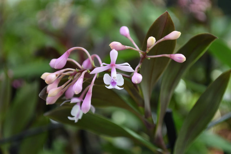 Epidendrum ANIKA HASSINGER