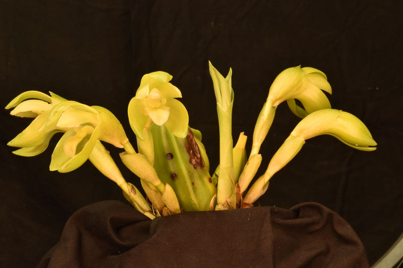 Lycaste fimbriata