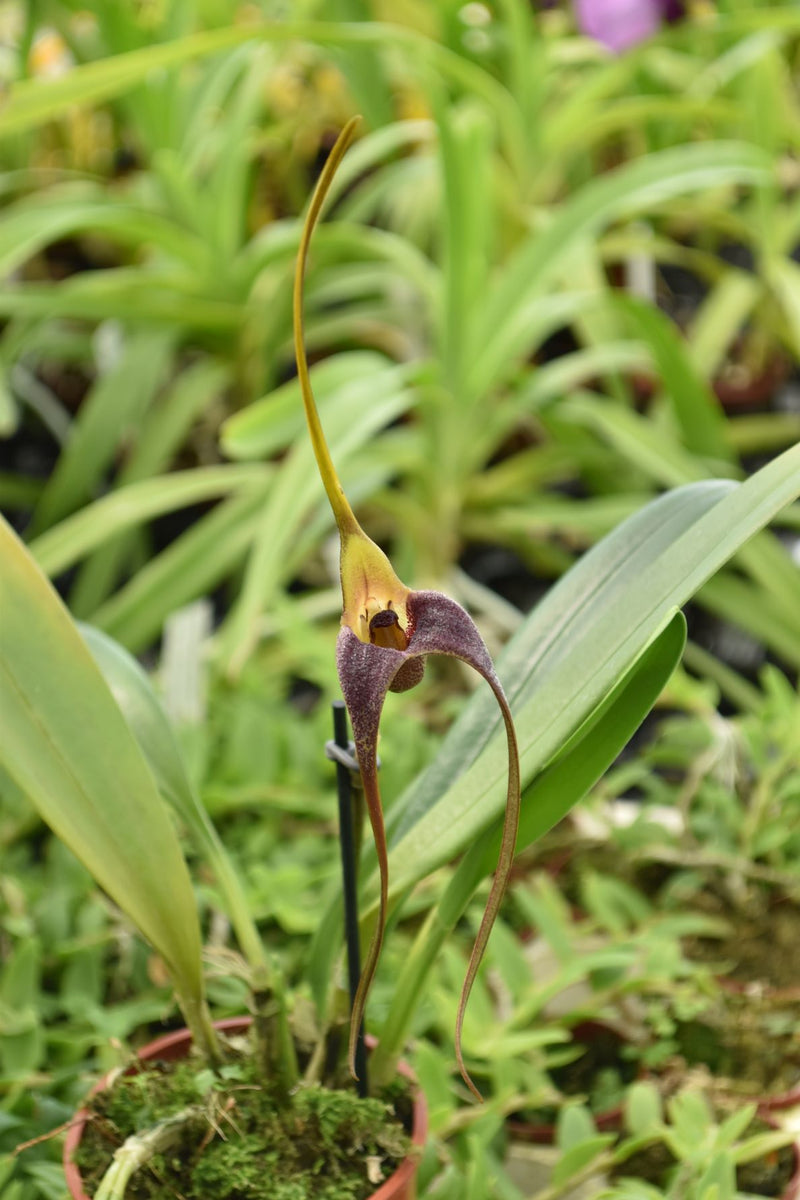 Masdevallia colossus