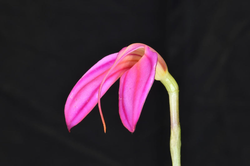 Masdevallia ignea &