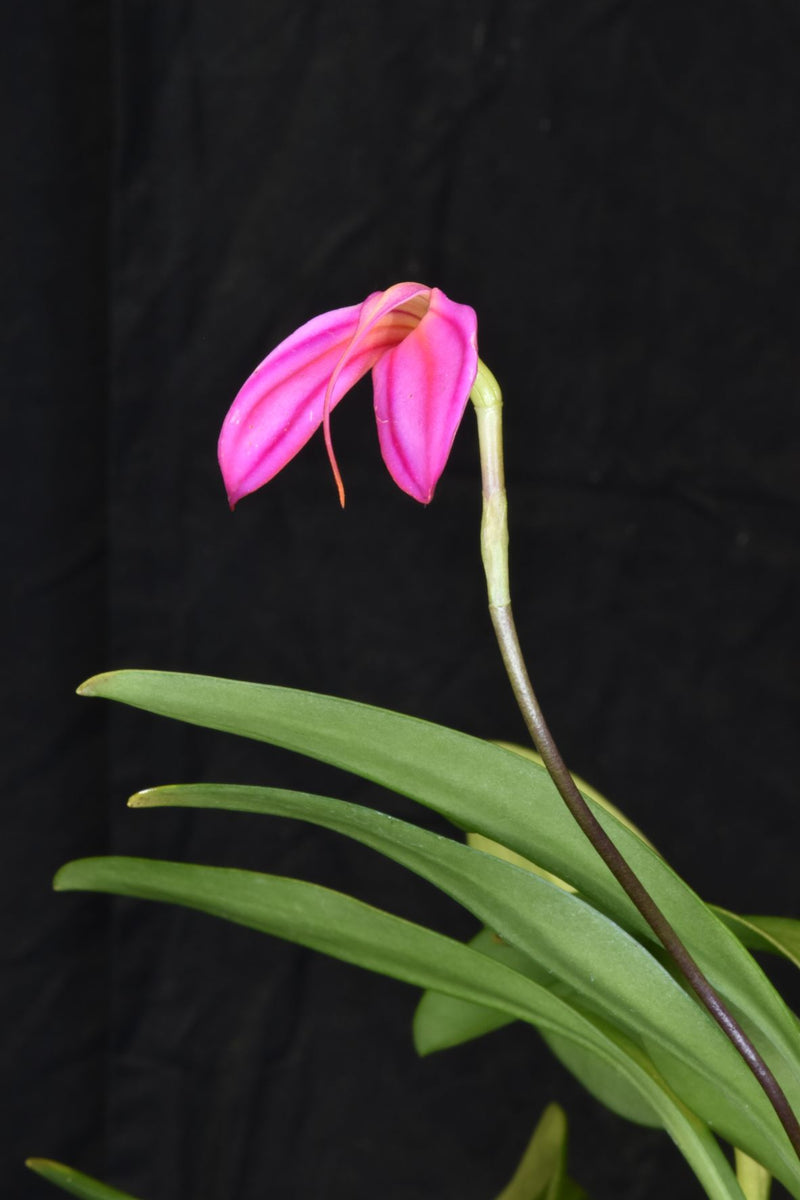 Masdevallia ignea &