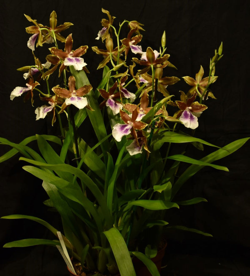 Miltassia SUMMERBREEZE