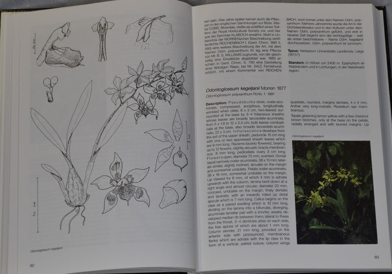 Odontoglossum - A monograph and iconography