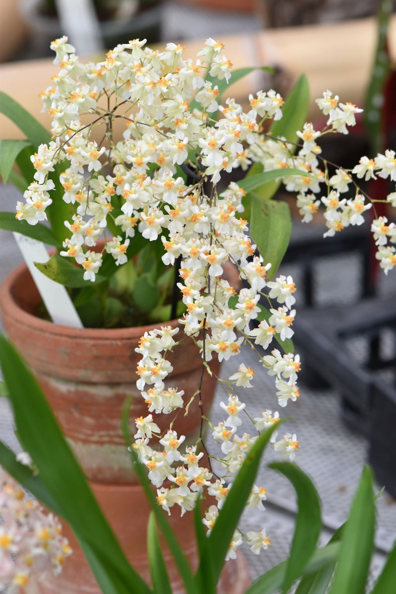 Oncidium TINY TWINKLE &