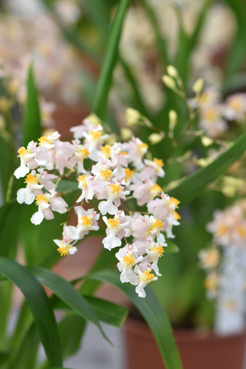 Oncidium TINY TWINKLE &