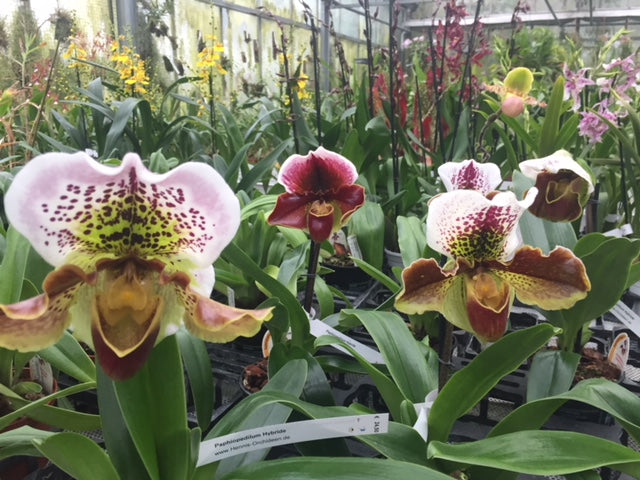 Paphiopedilum Hybride