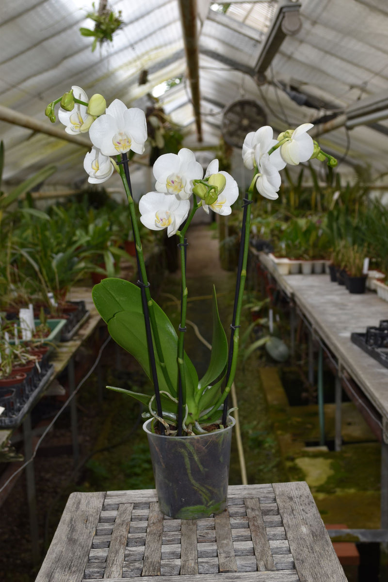 Phalaenopsis Hybride "W21"