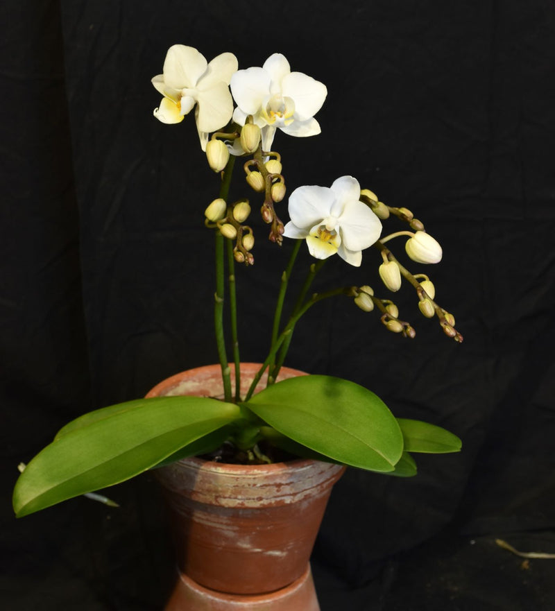 Phalaenopsis Julia (XI)