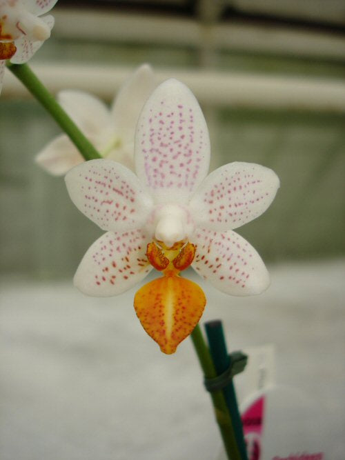 Phalaenopsis MINI MARK