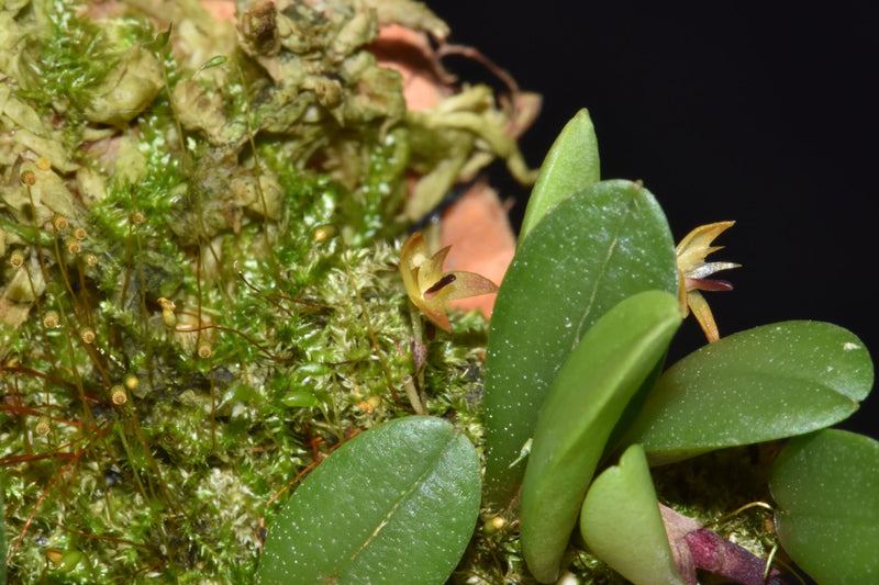Panmorphia minutalis