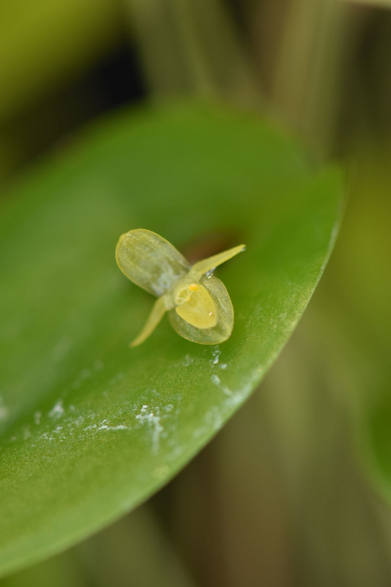 Pleurothallis botros