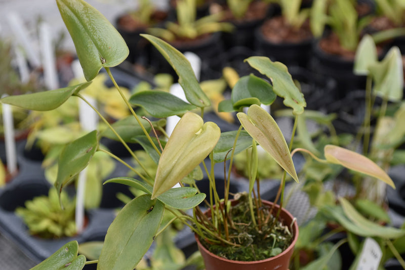 Pleurothallis homalantha