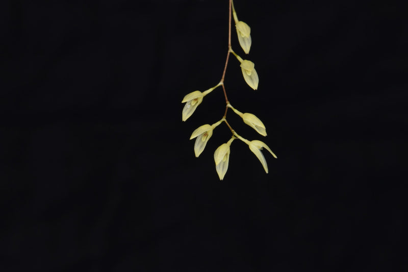 Pleurothallis grobyi &