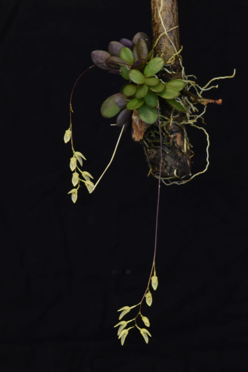 Pleurothallis grobyi &