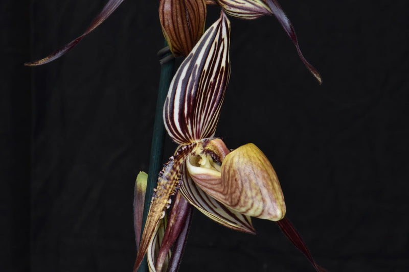 Paphiopedilum SAINT SWITHIN &